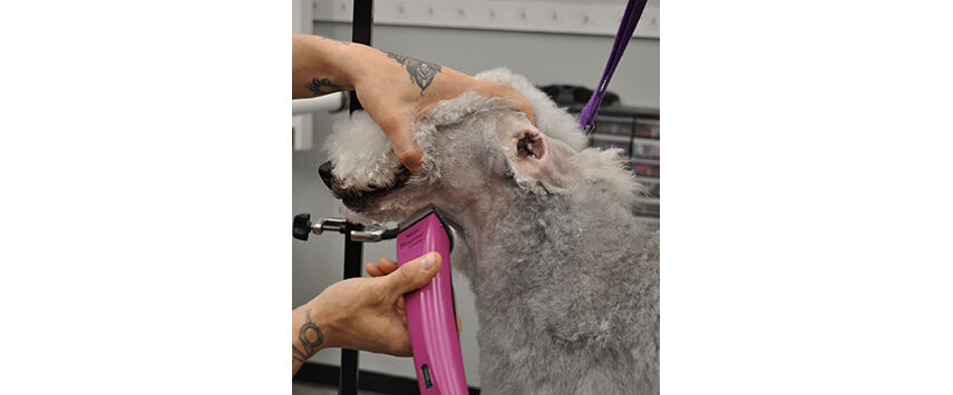 How to Groom a Bedlington Terrier